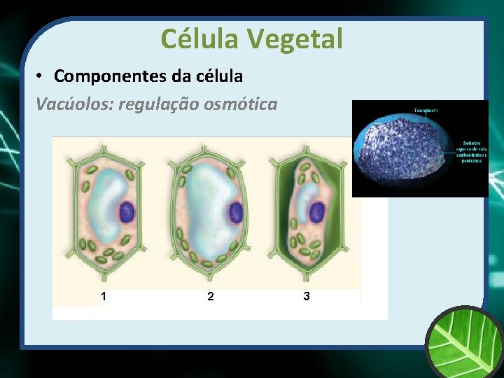 Célula Vegetal • Componentes da célula Vacúolos: regulação osmótica 