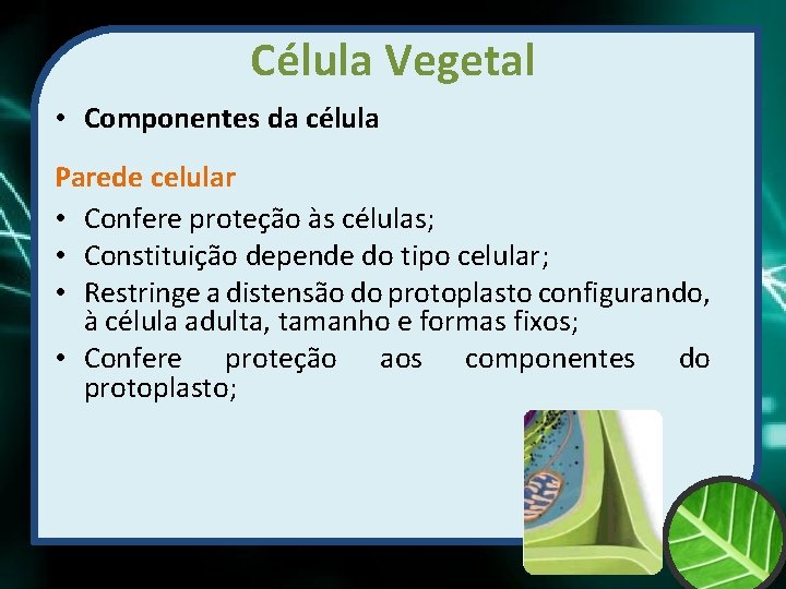 Célula Vegetal • Componentes da célula Parede celular • Confere proteção às células; •