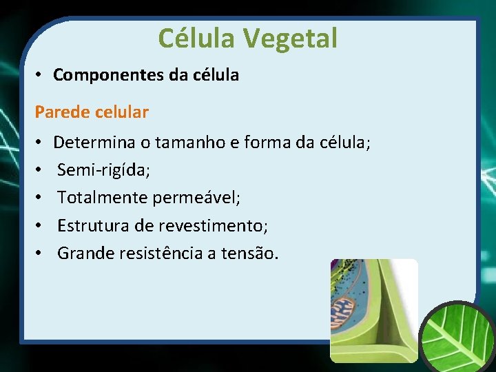 Célula Vegetal • Componentes da célula Parede celular • • • Determina o tamanho