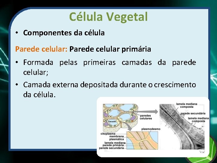 Célula Vegetal • Componentes da célula Parede celular: Parede celular primária • Formada pelas