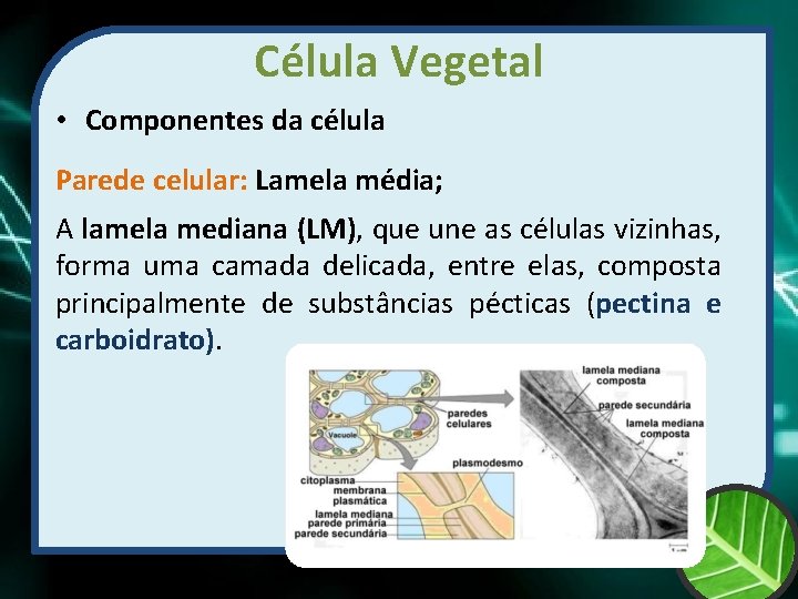 Célula Vegetal • Componentes da célula Parede celular: Lamela média; A lamela mediana (LM),