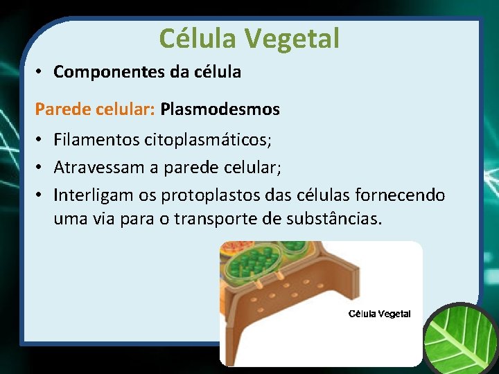 Célula Vegetal • Componentes da célula Parede celular: Plasmodesmos • Filamentos citoplasmáticos; • Atravessam