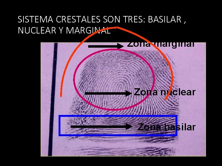 SISTEMA CRESTALES SON TRES: BASILAR , NUCLEAR Y MARGINAL Zona marginal Zona nuclear Zona