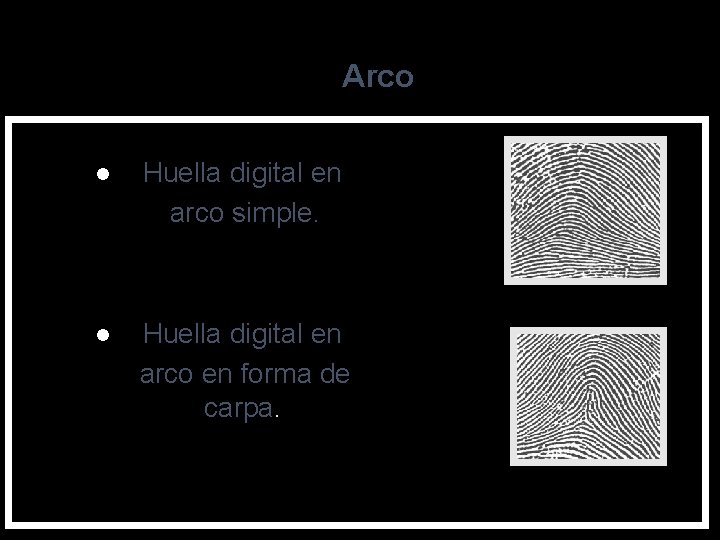 Arco l Huella digital en arco simple. l Huella digital en arco en forma