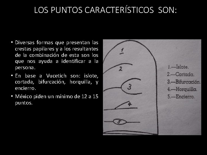 LOS PUNTOS CARACTERÍSTICOS SON: • Diversas formas que presentan las crestas papilares y a