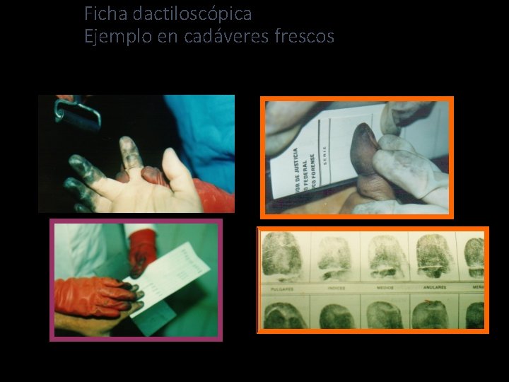 Ficha dactiloscópica Ejemplo en cadáveres frescos 40 