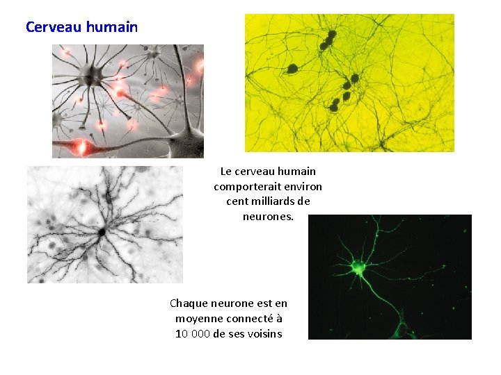 Cerveau humain Le cerveau humain comporterait environ cent milliards de neurones. Chaque neurone est