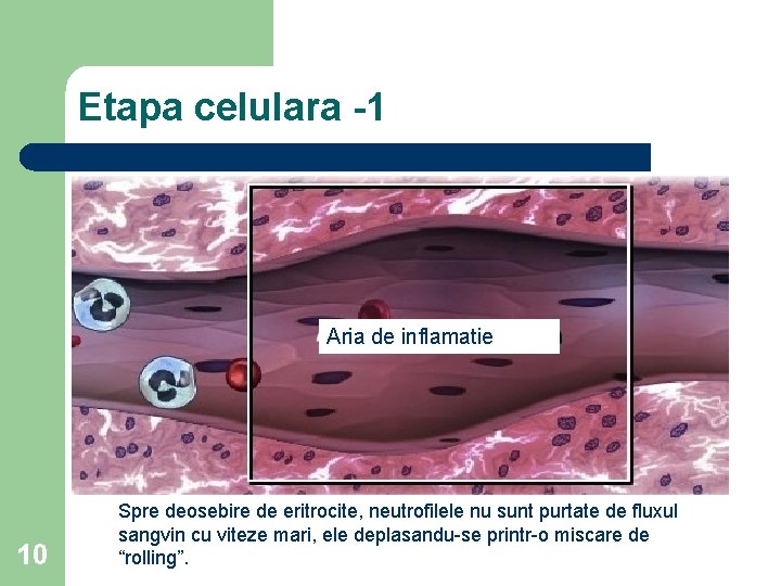 Etapa celulara -1 Aria de inflamatie 10 Spre deosebire de eritrocite, neutrofilele nu sunt