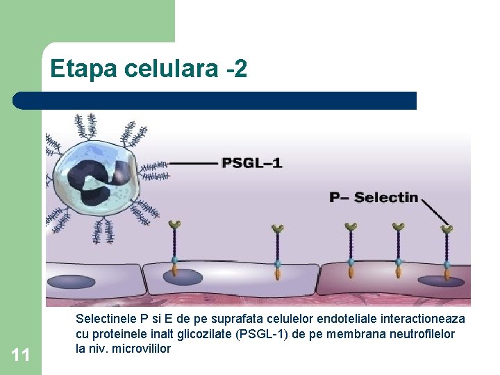 Etapa celulara -2 11 Selectinele P si E de pe suprafata celulelor endoteliale interactioneaza