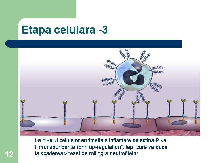 Etapa celulara -3 12 La nivelul celulelor endoteliale inflamate selectina P va fi mai