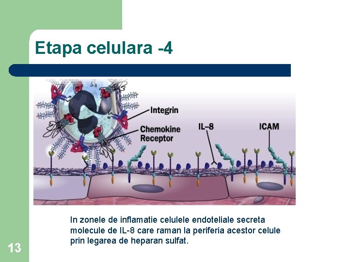 Etapa celulara -4 13 In zonele de inflamatie celulele endoteliale secreta molecule de IL-8
