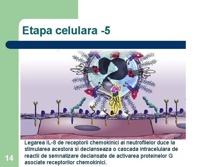 Etapa celulara -5 14 Legarea IL-8 de receptorii chemokinici ai neutrofilelor duce la stimularea