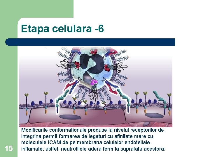 Etapa celulara -6 15 Modificarile conformationale produse la nivelul receptorilor de integrina permit formarea