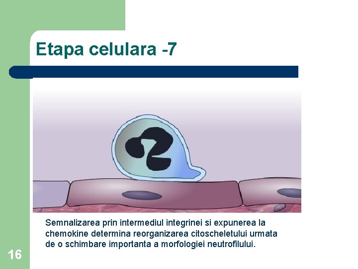Etapa celulara -7 16 Semnalizarea prin intermediul integrinei si expunerea la chemokine determina reorganizarea