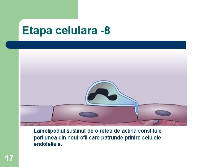 Etapa celulara -8 Lamelipodiul sustinut de o retea de actina constituie portiunea din neutrofil