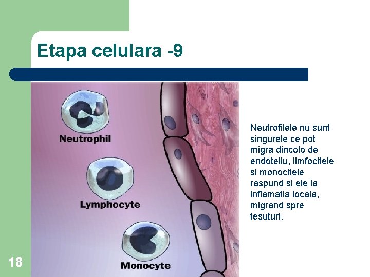 Etapa celulara -9 Neutrofilele nu sunt singurele ce pot migra dincolo de endoteliu, limfocitele