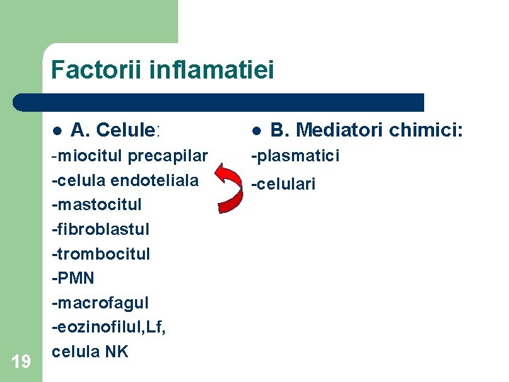Factorii inflamatiei l 19 A. Celule: -miocitul precapilar -celula endoteliala -mastocitul -fibroblastul -trombocitul -PMN