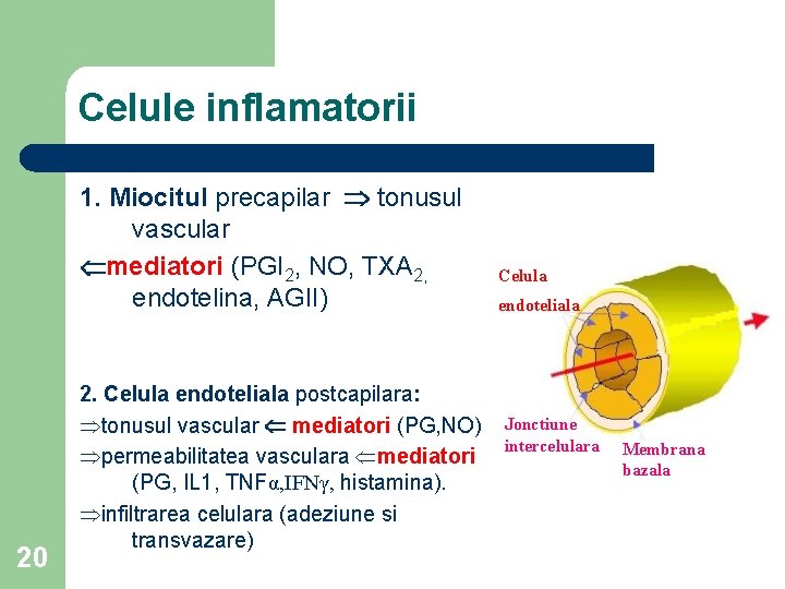 Celule inflamatorii 1. Miocitul precapilar tonusul vascular mediatori (PGI 2, NO, TXA 2, endotelina,