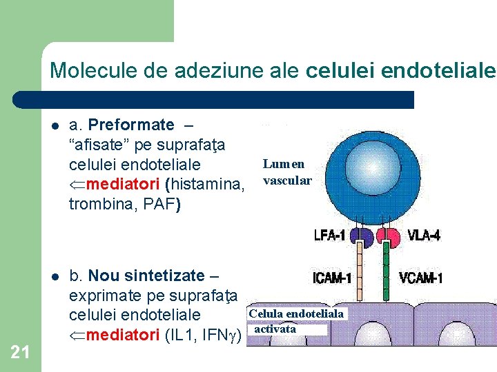 Molecule de adeziune ale celulei endoteliale l l 21 a. Preformate – “afisate” pe
