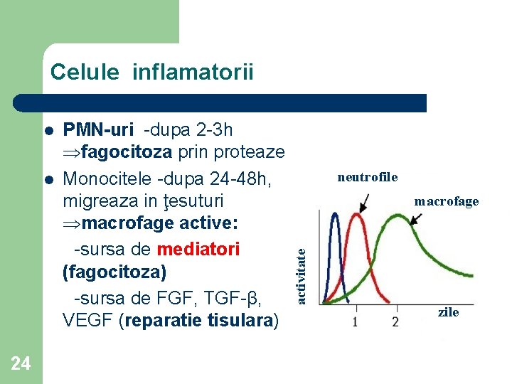 Celule inflamatorii l 24 PMN-uri -dupa 2 -3 h fagocitoza prin proteaze Monocitele -dupa