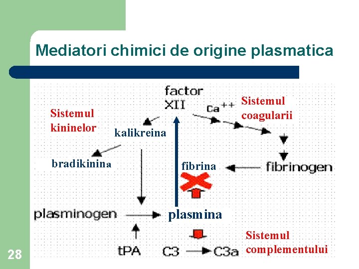 Mediatori chimici de origine plasmatica Sistemul kininelor bradikinina Sistemul coagularii kalikreina fibrina plasmina 28