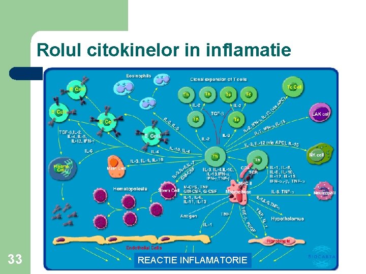 Rolul citokinelor in inflamatie 33 REACTIE INFLAMATORIE 