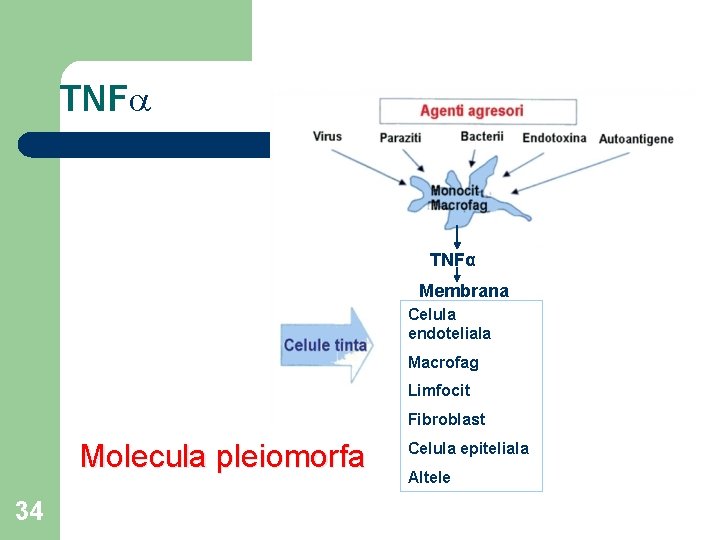 TNF TNFα Membrana Celula endoteliala Macrofag Limfocit Fibroblast Molecula pleiomorfa 34 Celula epiteliala Altele