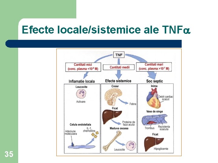 Efecte locale/sistemice ale TNFa 35 
