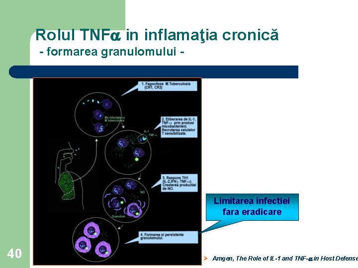 Rolul TNFa in inflamaţia cronică - formarea granulomului - Limitarea infectiei fara eradicare 40