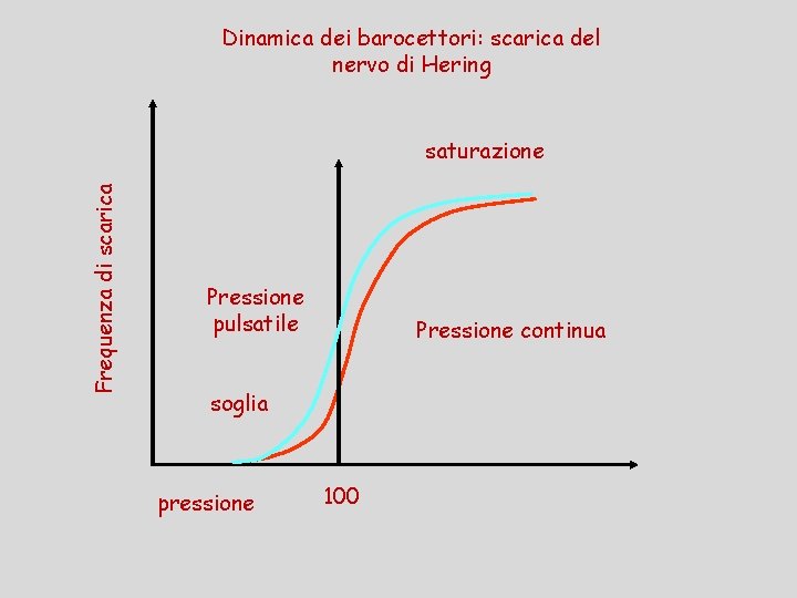 Dinamica dei barocettori: scarica del nervo di Hering Frequenza di scarica saturazione Pressione pulsatile