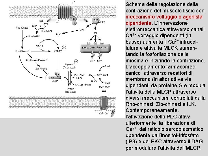 Schema della regolazione della contrazione del muscolo liscio con meccanismo voltaggio o agonista dipendente. Schema della regolazione della contrazione del muscolo liscio con meccanismo voltaggio o agonista dipendente.