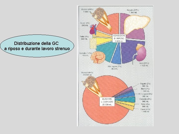 Distribuzione della GC a riposo e durante lavoro strenuo 