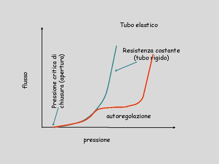 Resistenza costante (tubo rigido) Pressione critica di chiusura (apertura) flusso Tubo elastico autoregolazione pressione