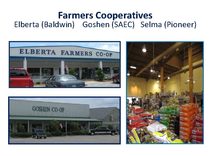 Farmers Cooperatives Elberta (Baldwin) Goshen (SAEC) Selma (Pioneer) 