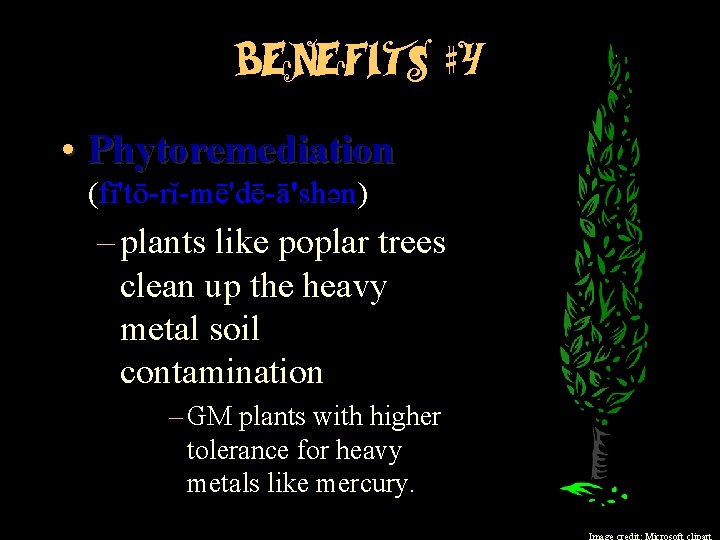 Benefits #4 • Phytoremediation (fī'tō-rĭ-mē'dē-ā'shən) – plants like poplar trees clean up the heavy