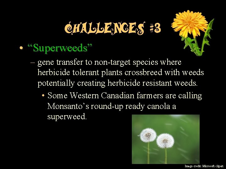 Challenges #3 • “Superweeds” – gene transfer to non-target species where herbicide tolerant plants