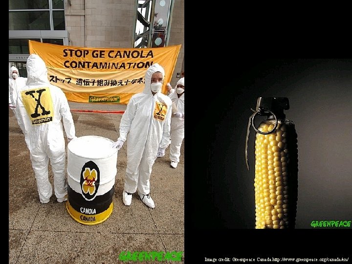 Image credit: Greenpeace Canada http: //www. greenpeace. org/canada/en/ 