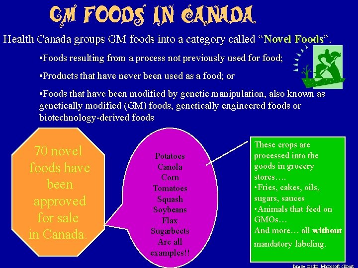 GM foods in Canada Health Canada groups GM foods into a category called “Novel