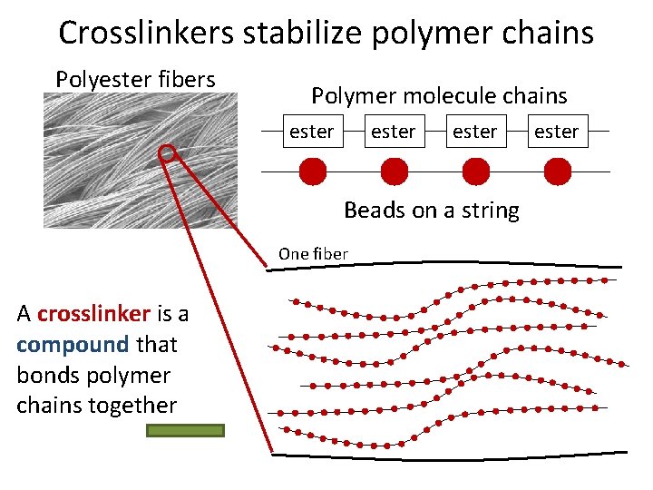 Crosslinkers stabilize polymer chains Polyester fibers Polymer molecule chains ester Beads on a string