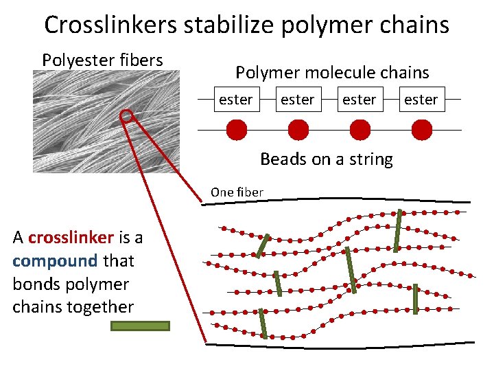 Crosslinkers stabilize polymer chains Polyester fibers Polymer molecule chains ester Beads on a string