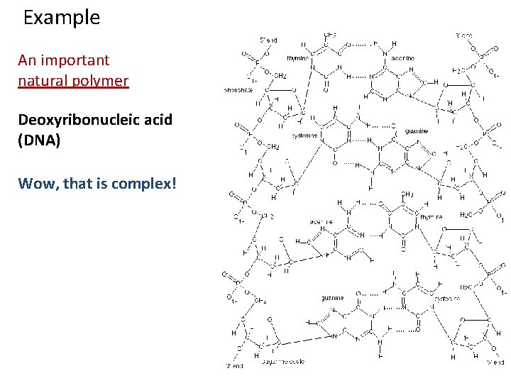 Example An important natural polymer Deoxyribonucleic acid (DNA) Wow, that is complex! 