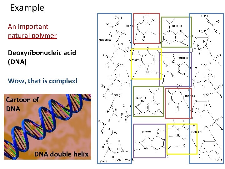 Example An important natural polymer Deoxyribonucleic acid (DNA) Wow, that is complex! Cartoon of