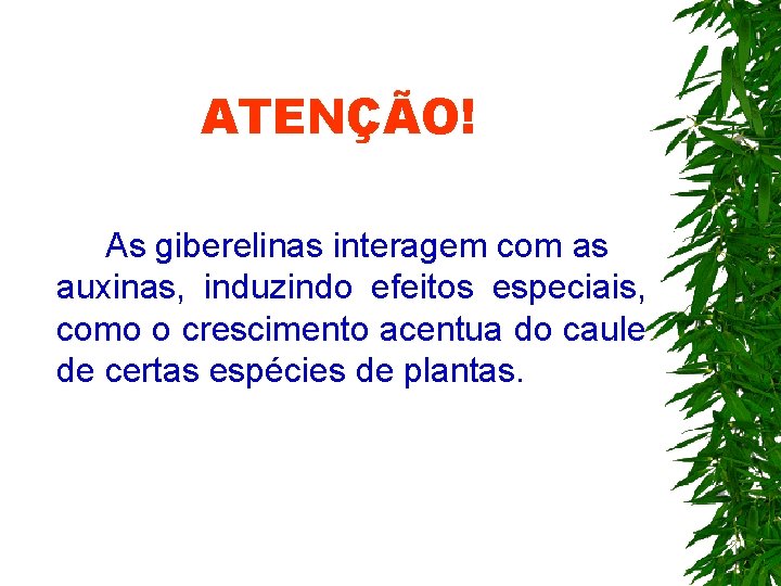 ATENÇÃO! As giberelinas interagem com as auxinas, induzindo efeitos especiais, como o crescimento acentua ATENÇÃO! As giberelinas interagem com as auxinas, induzindo efeitos especiais, como o crescimento acentua