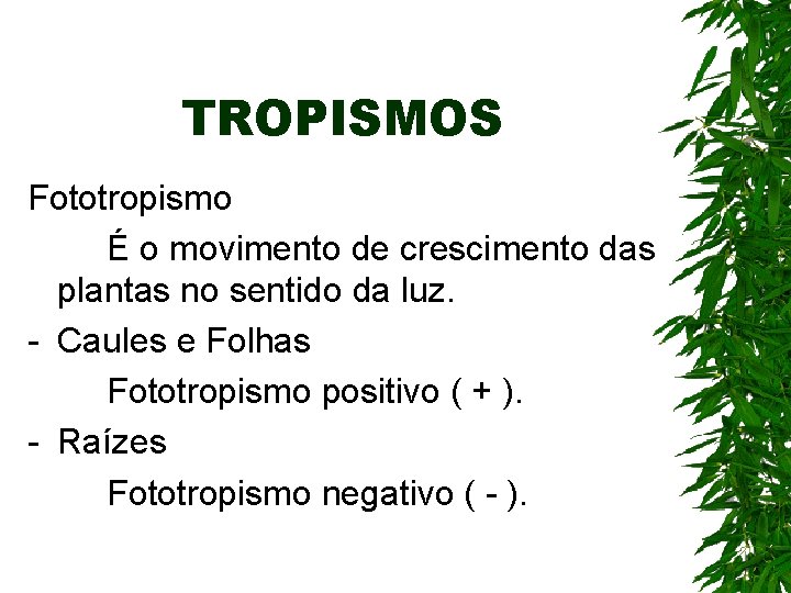 TROPISMOS Fototropismo É o movimento de crescimento das plantas no sentido da luz. - TROPISMOS Fototropismo É o movimento de crescimento das plantas no sentido da luz. -