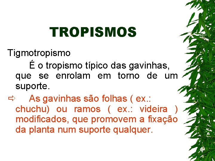 TROPISMOS Tigmotropismo É o tropismo típico das gavinhas, que se enrolam em torno de TROPISMOS Tigmotropismo É o tropismo típico das gavinhas, que se enrolam em torno de