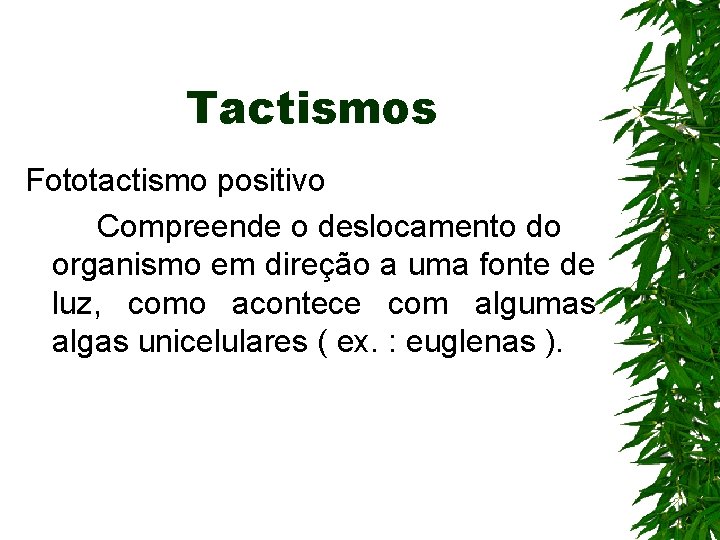 Tactismos Fototactismo positivo Compreende o deslocamento do organismo em direção a uma fonte de Tactismos Fototactismo positivo Compreende o deslocamento do organismo em direção a uma fonte de