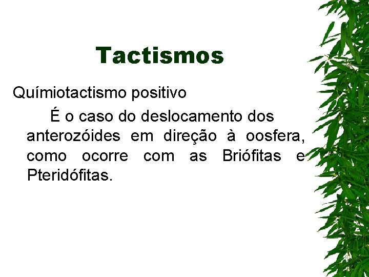 Tactismos Químiotactismo positivo É o caso do deslocamento dos anterozóides em direção à oosfera, Tactismos Químiotactismo positivo É o caso do deslocamento dos anterozóides em direção à oosfera,