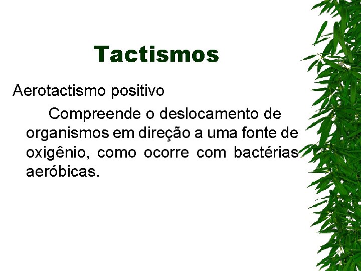 Tactismos Aerotactismo positivo Compreende o deslocamento de organismos em direção a uma fonte de Tactismos Aerotactismo positivo Compreende o deslocamento de organismos em direção a uma fonte de