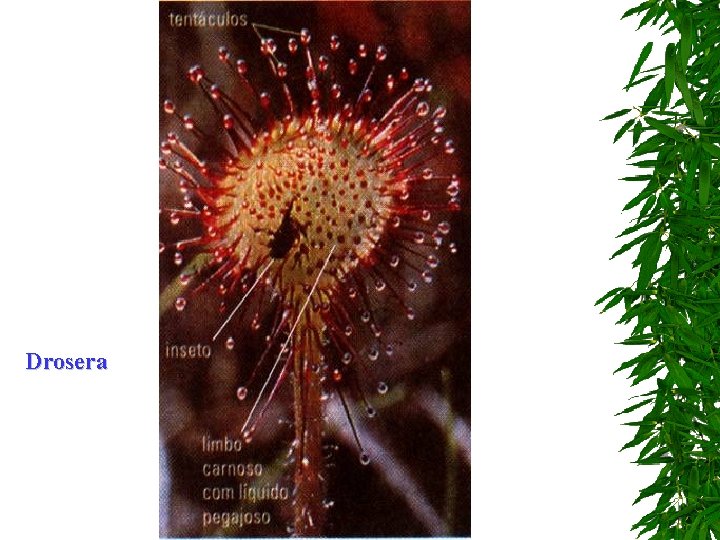 Drosera Drosera
