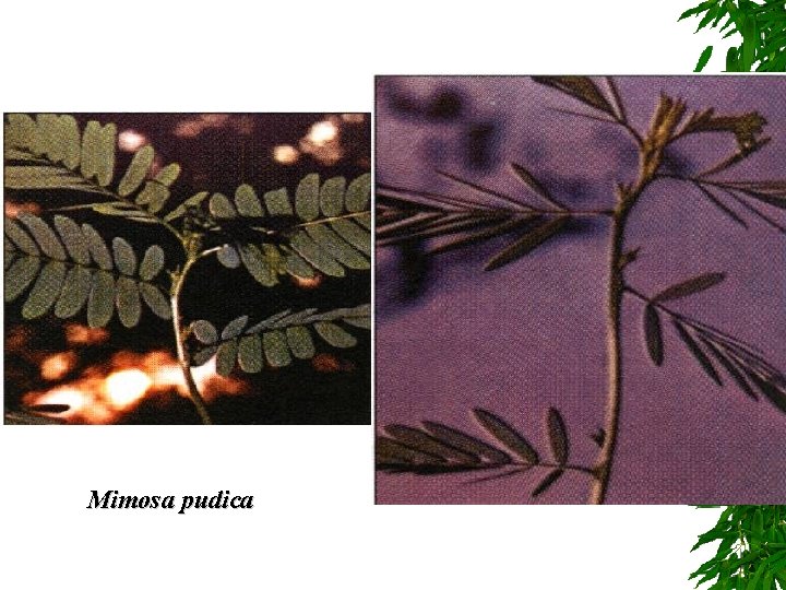 Mimosa pudica Mimosa pudica